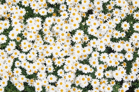 Camomiles