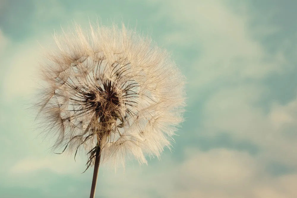 Dandelion
