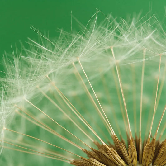 Macrophoto, dandelion