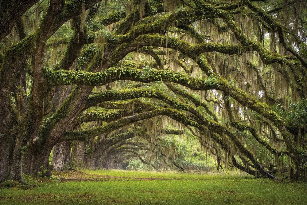 Trees