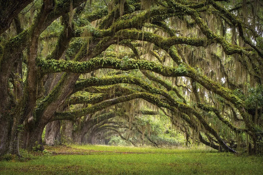 Trees