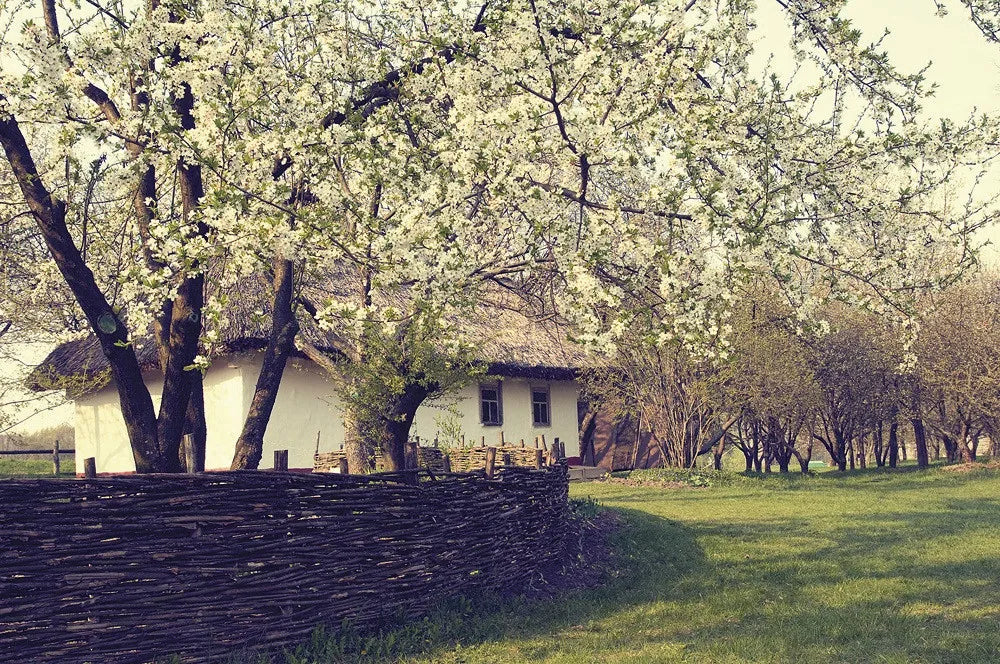 Blossom