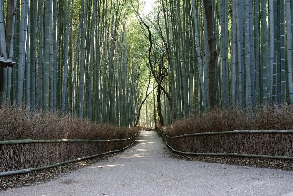 Bamboo forest
