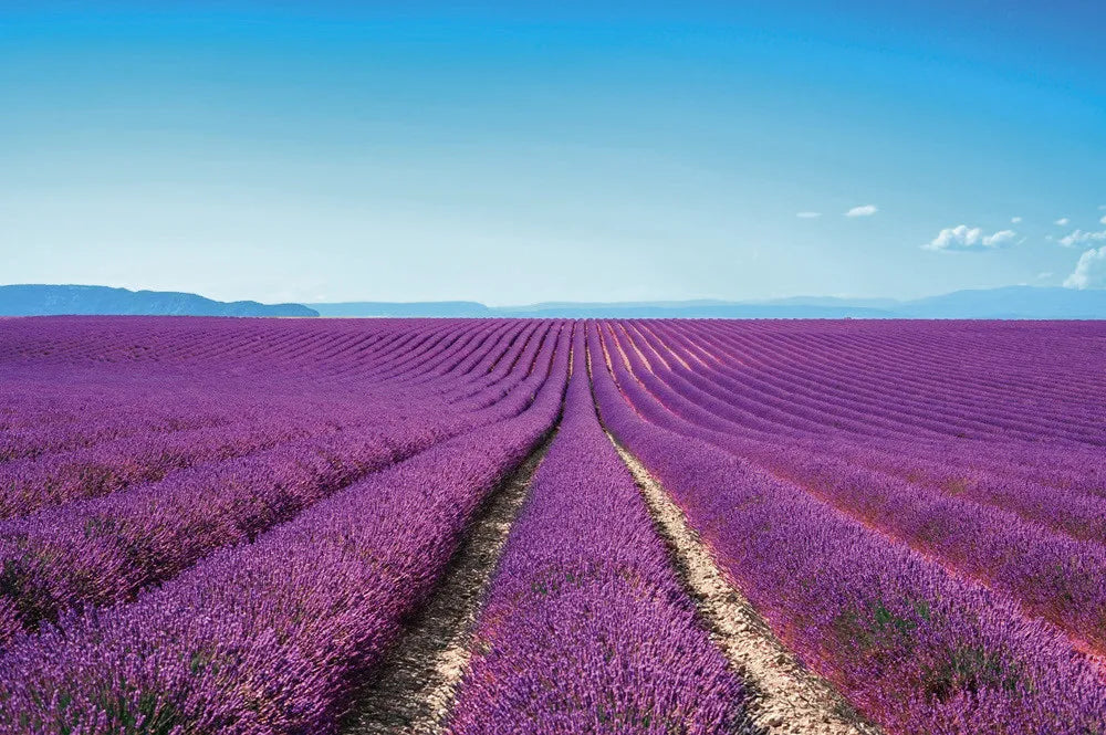 Lavender field