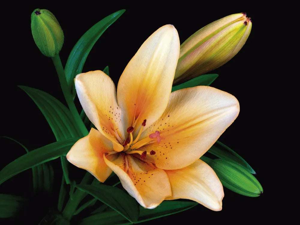 Lily