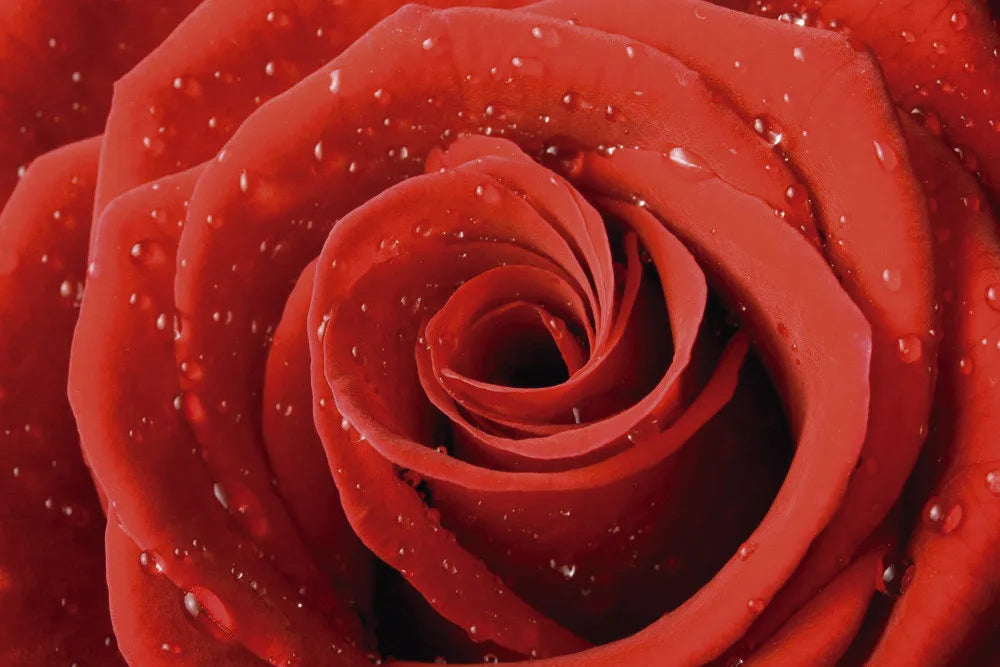 Red Rose bud