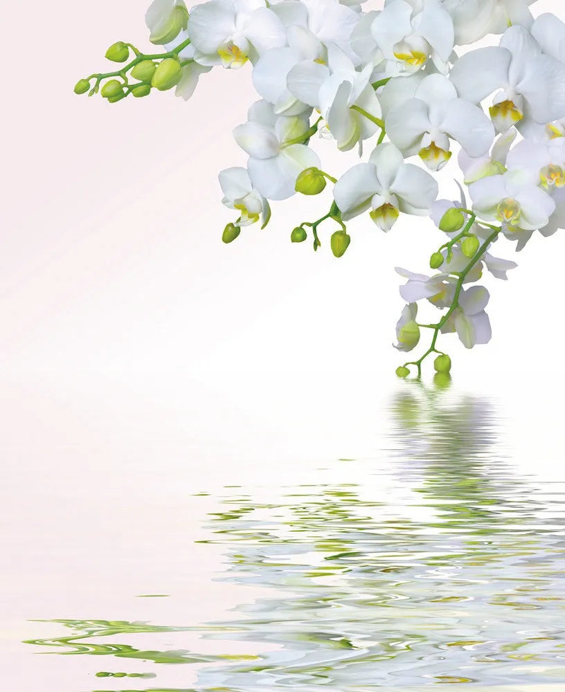 Orchid