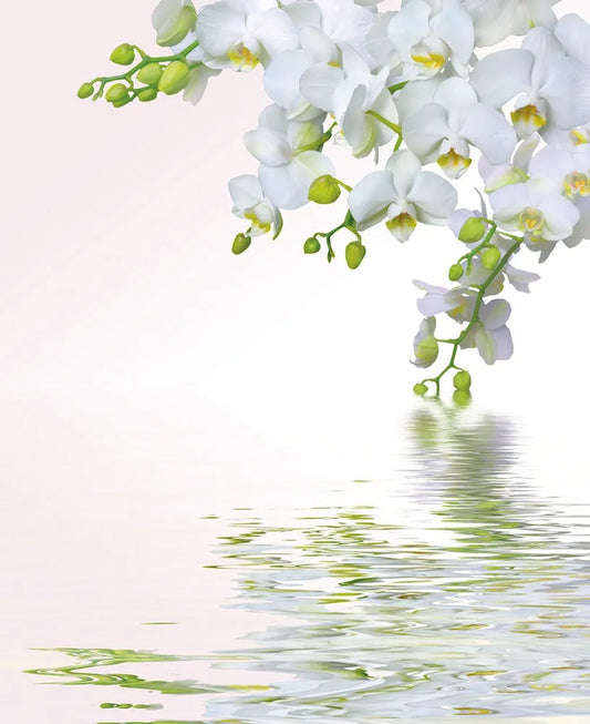Orchid