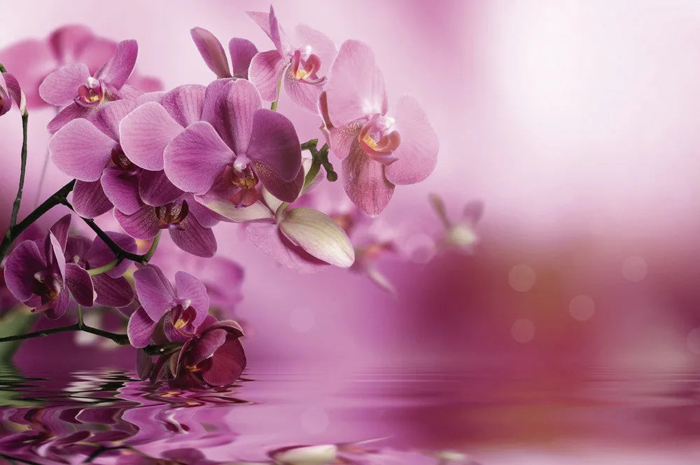 Orchid