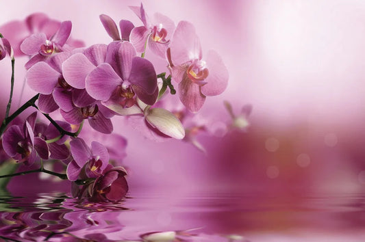 Orchid